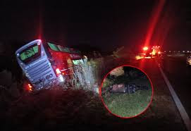 Un búfalo suelto casi provoca una tragedia en ruta de Corrientes